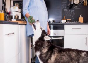 Homemade Dog Food Recipes