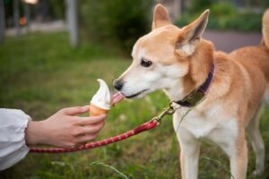 4 Best Types of Dog Food
