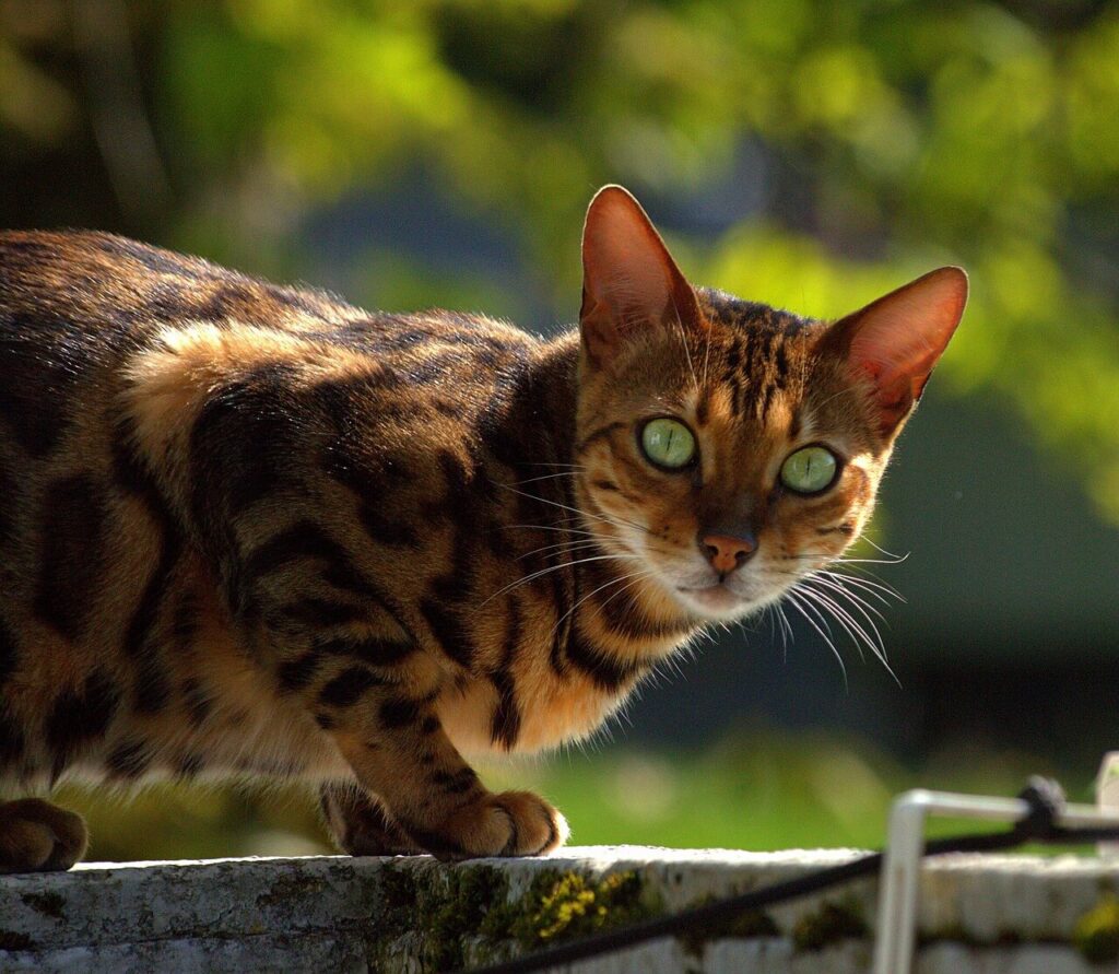 Everything You Need to Know About Bengal Cats