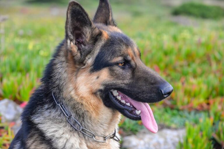 The German Shepherd